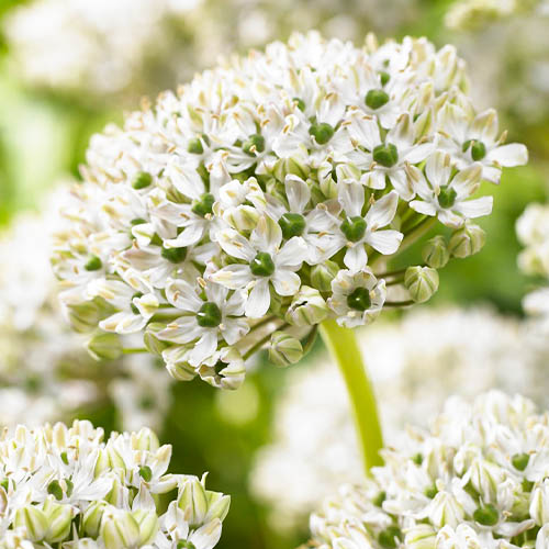 Allium Nigrum