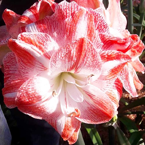 Amaryllis (Hippeastrum) United Glory