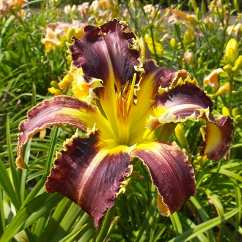Hemerocallis (Daylily) Eight Miles High