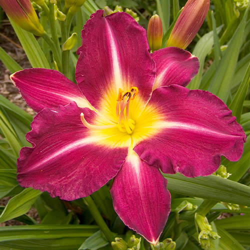 Hemerocallis (Taglilie) Tooth