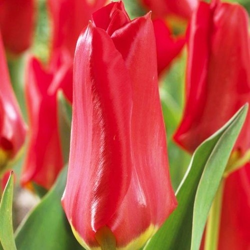 Tulip Madame Lefeber