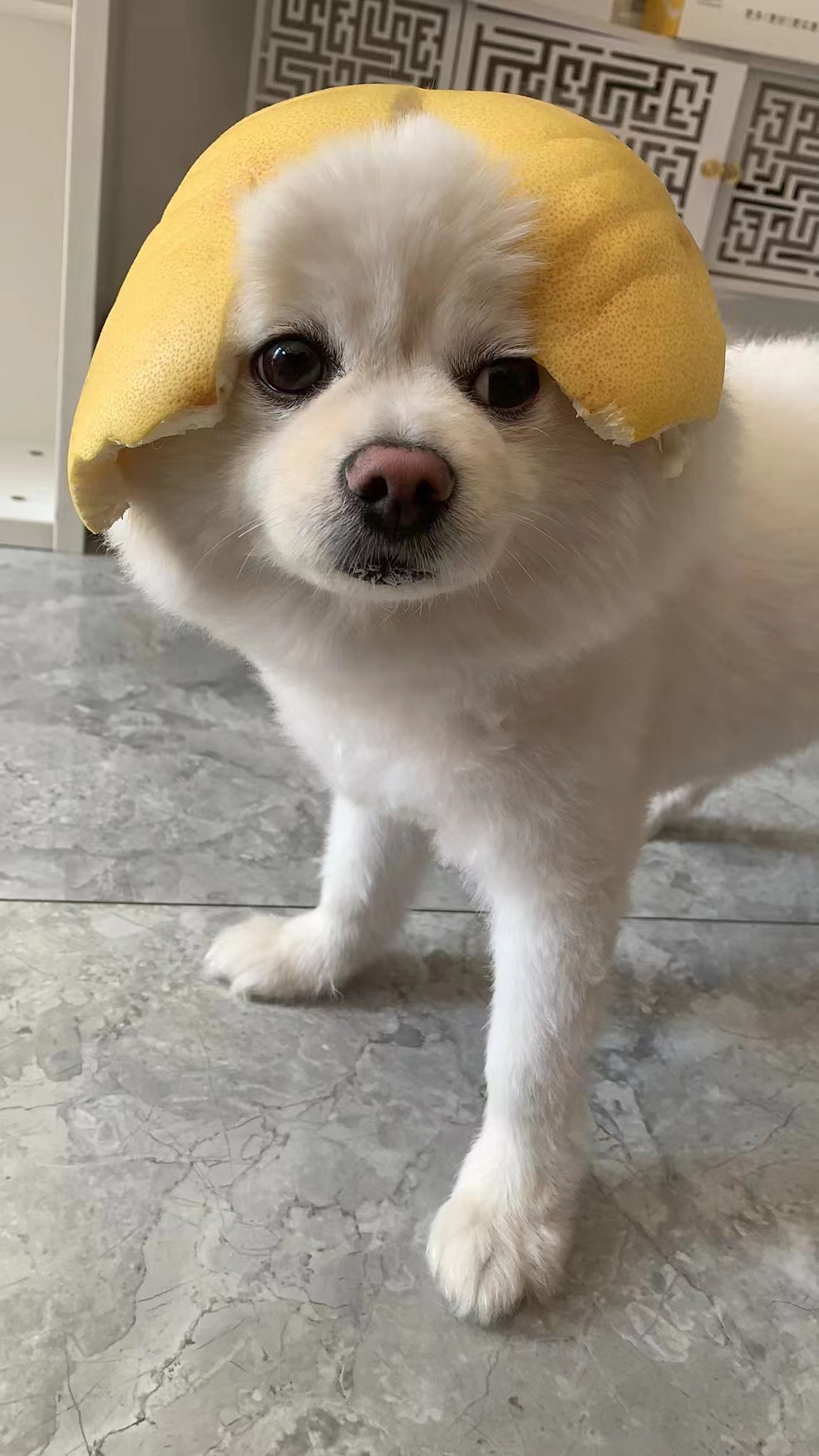 a dog is wearing a Grapefruit